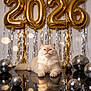 cat, fluffy_cat, cream_colored_cat, disco_balls, reflective_surface, gold_balloons, 2026, party_decorations, streamers, festive, celebration, indoor, cute_cat, relaxed_cat, reflection, shiny, decor, holiday, animal, pet
