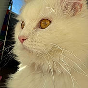Stewart joined the competition — help win amazing prizes! animal, cat, close_up, curious, cute, domestic_cat, feline, fluffy, golden_eyes, indoor, mammal, pet, pink_nose, portrait, profile_view, soft_fur, whiskers, whiskers_visible, white_cat, window_light