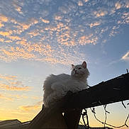 Stewart is registered to the contest to win money with this photo: cat, white_cat, sunset, sky, clouds, wooden_structure, outdoor, pet, animal, feline, backyard, silhouette, peaceful, fluffy, nature, twilight, quiet, relaxing, evening, domestic_animal