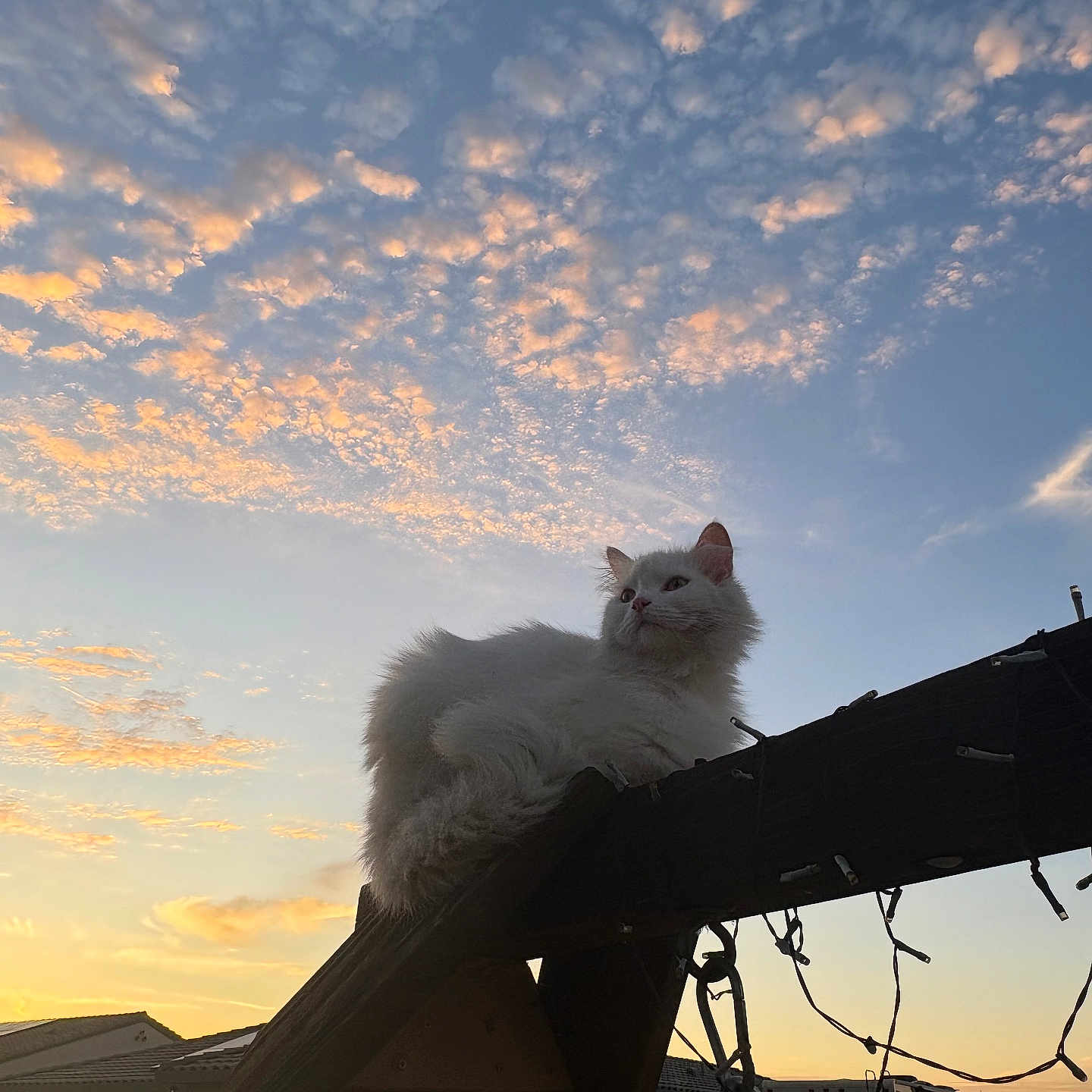 Stewart is registered to the contest to win money with this photo: cat, white_cat, sunset, sky, clouds, wooden_structure, outdoor, pet, animal, feline, backyard, silhouette, peaceful, fluffy, nature, twilight, quiet, relaxing, evening, domestic_animal