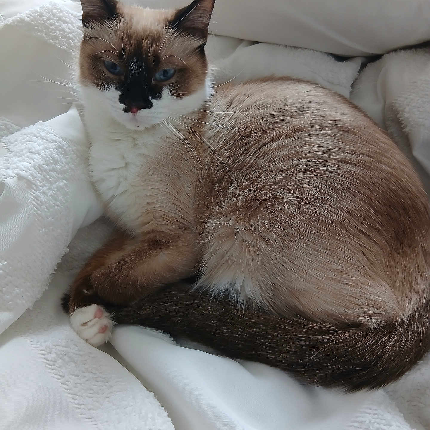 Lady a rejoint le concours — aidez-le/la à gagner de superbes lots ! cat, siamese_cat, blue_eyes, pet, animal, feline, curled_up, sleeping, relaxed, bed, blanket, white_bedding, fluffy, fur, whiskers, pointed_ears, dark_tail, paws, indoor, portrait