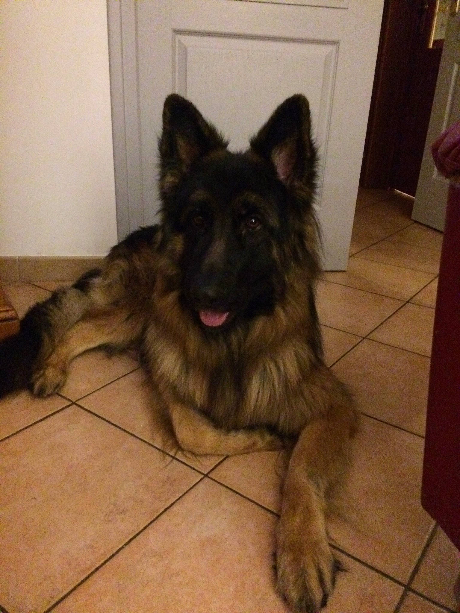 Orus a rejoint le concours — aidez-le/la à gagner de superbes lots ! cabinetry, canidae, carnivore, companion_dog, dog, dog_breed, door, estrela_mountain_dog, fawn, flooring, fur, german_shepherd_dog, hardwood, herding_dog, king_shepherd, old_german_shepherd_dog, snout, sporting_group, terrestrial_animal, working_dog