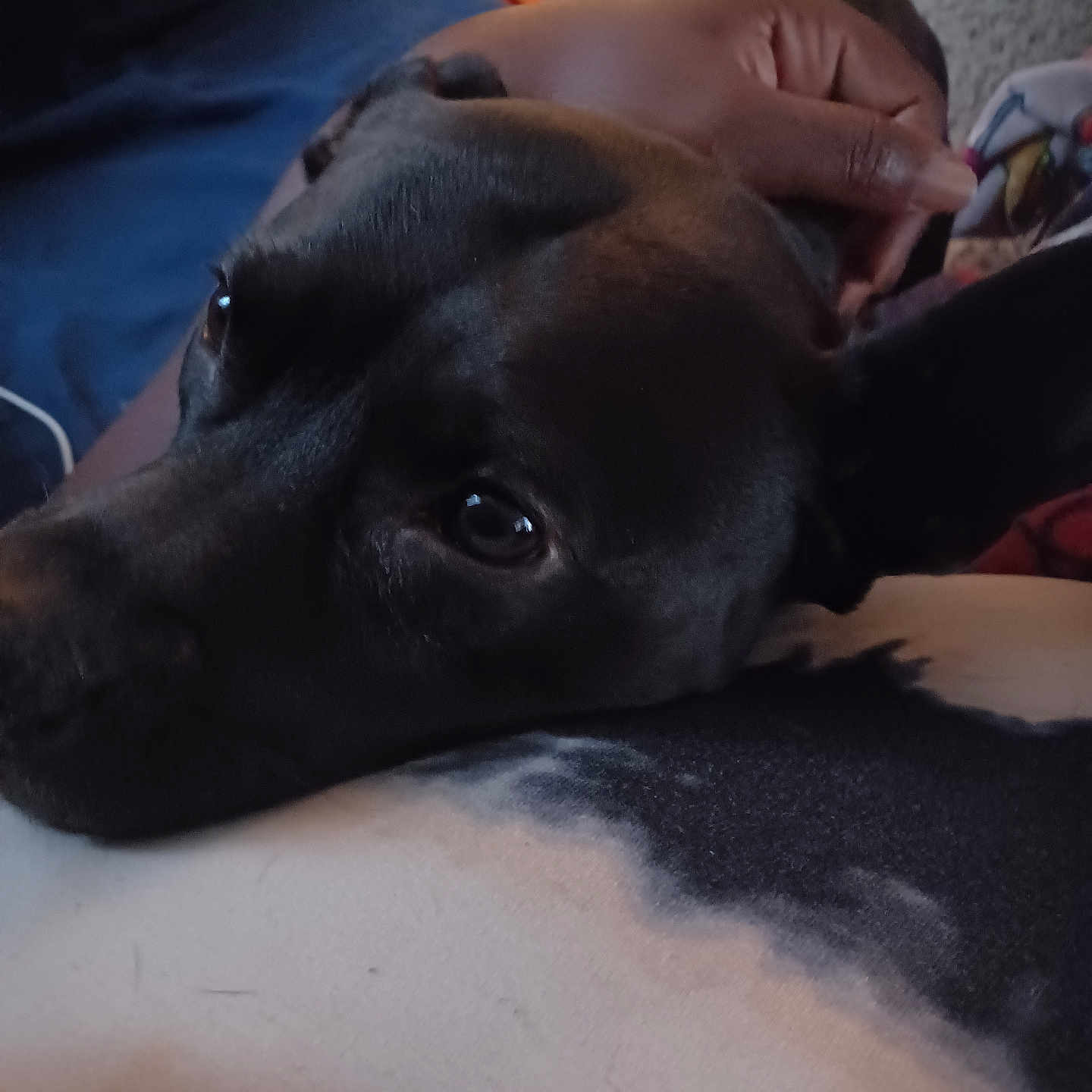 Cappy joined the competition — help win amazing prizes! animal, black_dog, calm, canine, close_up, companionship, cozy, cute, dog, domestic_animal, friendly, fur, hand, indoor, loyal, petting, portrait, relaxed, resting, soft_surface