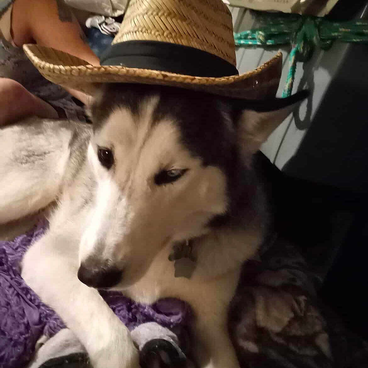 Deigo is registered to the contest to win money with this photo: animal, arm, blanket, canine, casual, companion, cozy, dog, domestic, fur, furniture, hat, husky, indoor, person, pet, relaxed, resting, straw_hat, tattoo