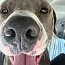 dog, close_up, tongue, nose, pet, animal, happy, car_interior, seat, fur, whiskers, mouth, canine, tongue_out, excited, face, ears, domestic_animal, companion, cute
