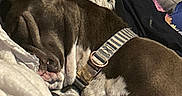 Chopper joined the competition — help win amazing prizes! animal, blanket, brown, canine, closeup, collar, comfort, cozy, cushion, cute, dog, fur, home, indoor, nap, pet, relaxation, resting, sleeping, white