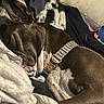 animal, blanket, brown, canine, closeup, collar, comfort, cozy, cushion, cute, dog, fur, home, indoor, nap, pet, relaxation, resting, sleeping, white