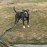 Chopper is registered to the contest to win money with this photo: alert, animal, backyard, brown_dog, canine, curious, daytime, dog, grass, harness, leash, nature, outdoor, pet, sidewalk, standing, street, suburban, walk, white_paws
