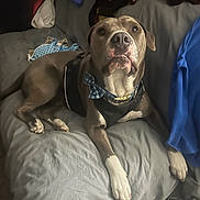 Chopper joined the competition — help win amazing prizes! animal, bowtie, brown, casual, clothing, couch, curious, dog, domestic, ears, fabric, furniture, gray, indoor, lying_down, nose, paws, pet, relaxed, white