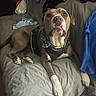 dog, couch, blanket, harness, bow_tie, gray, blue, indoor, pet, canine, fur, paw, snout, looking_up, cozy, fabric, clothing, home, relaxing, animal