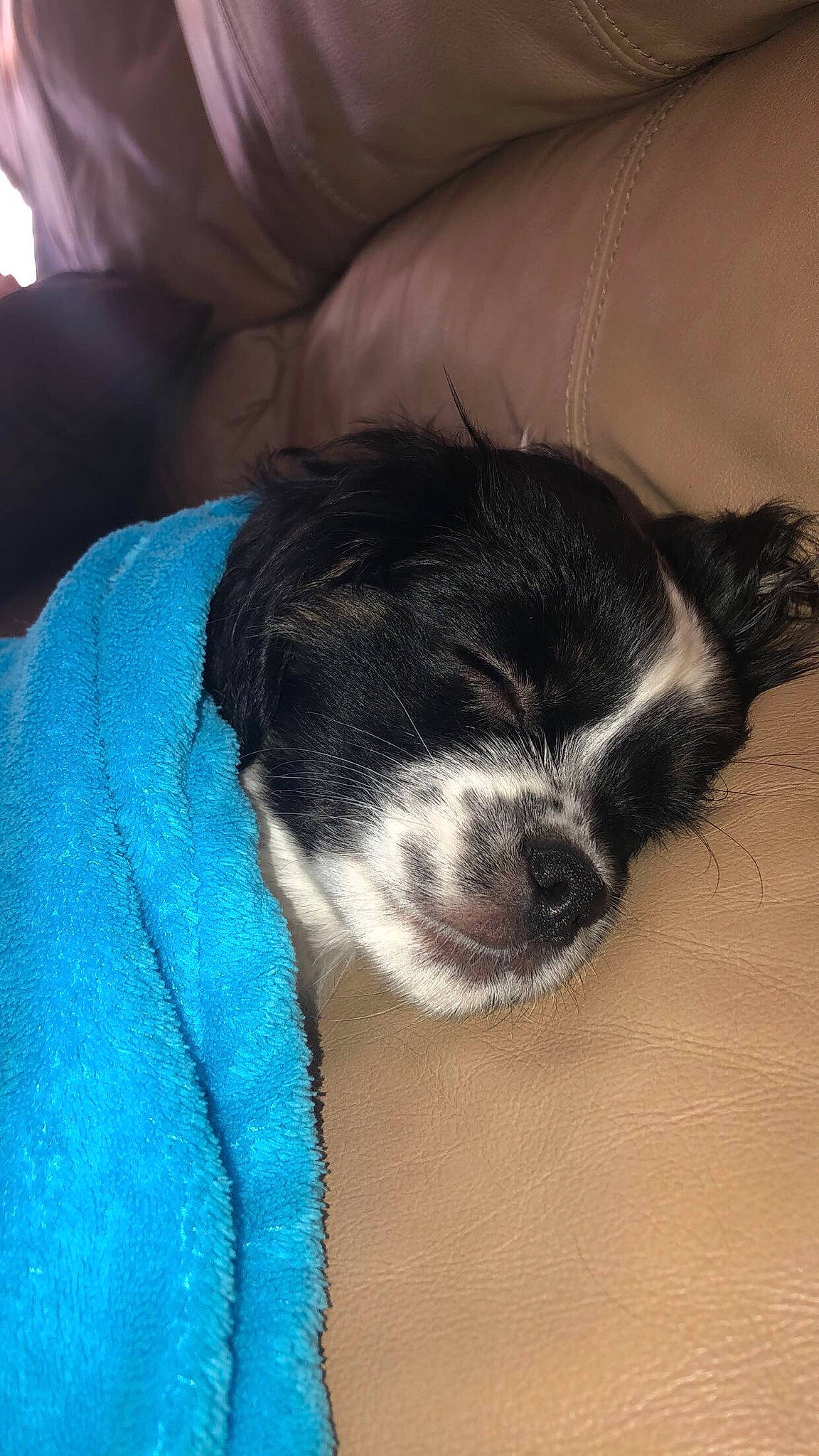 Max joined the competition — help win amazing prizes! bored, canidae, carnivore, claw, comfort, companion_dog, dog, dog_breed, electric_blue, felidae, fur, nap, non_sporting_group, paw, small_to_medium_sized_cats, sporting_group, tail, toy_dog, whiskers, working_animal