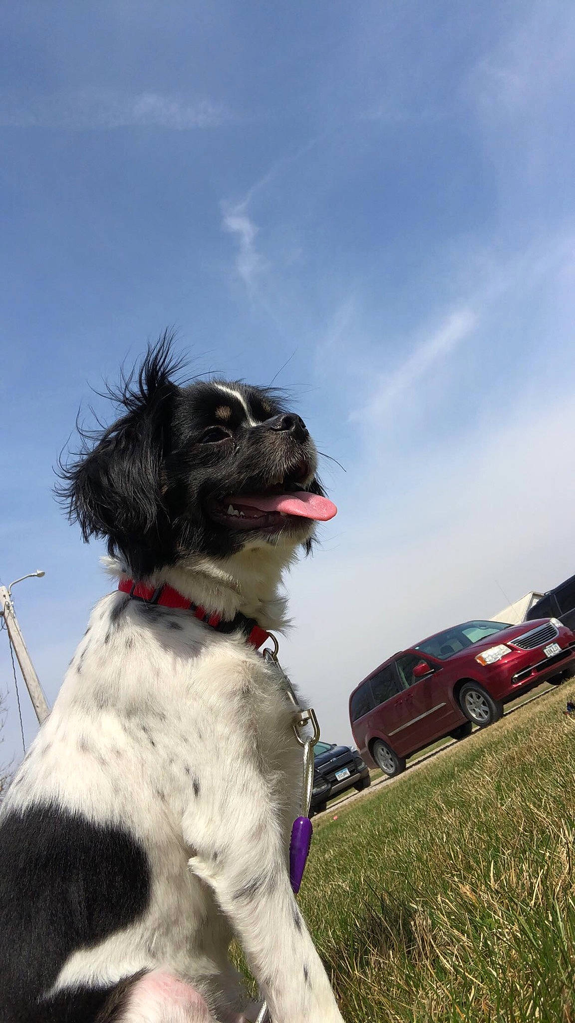 Max is registered to the contest to win money with this photo: automotive_lighting, car, carnivore, cloud, collar, companion_dog, dog, dog_breed, dog_collar, fender, grass, hood, plant, rolling, sky, snout, tire, vehicle, water_dog, wheel