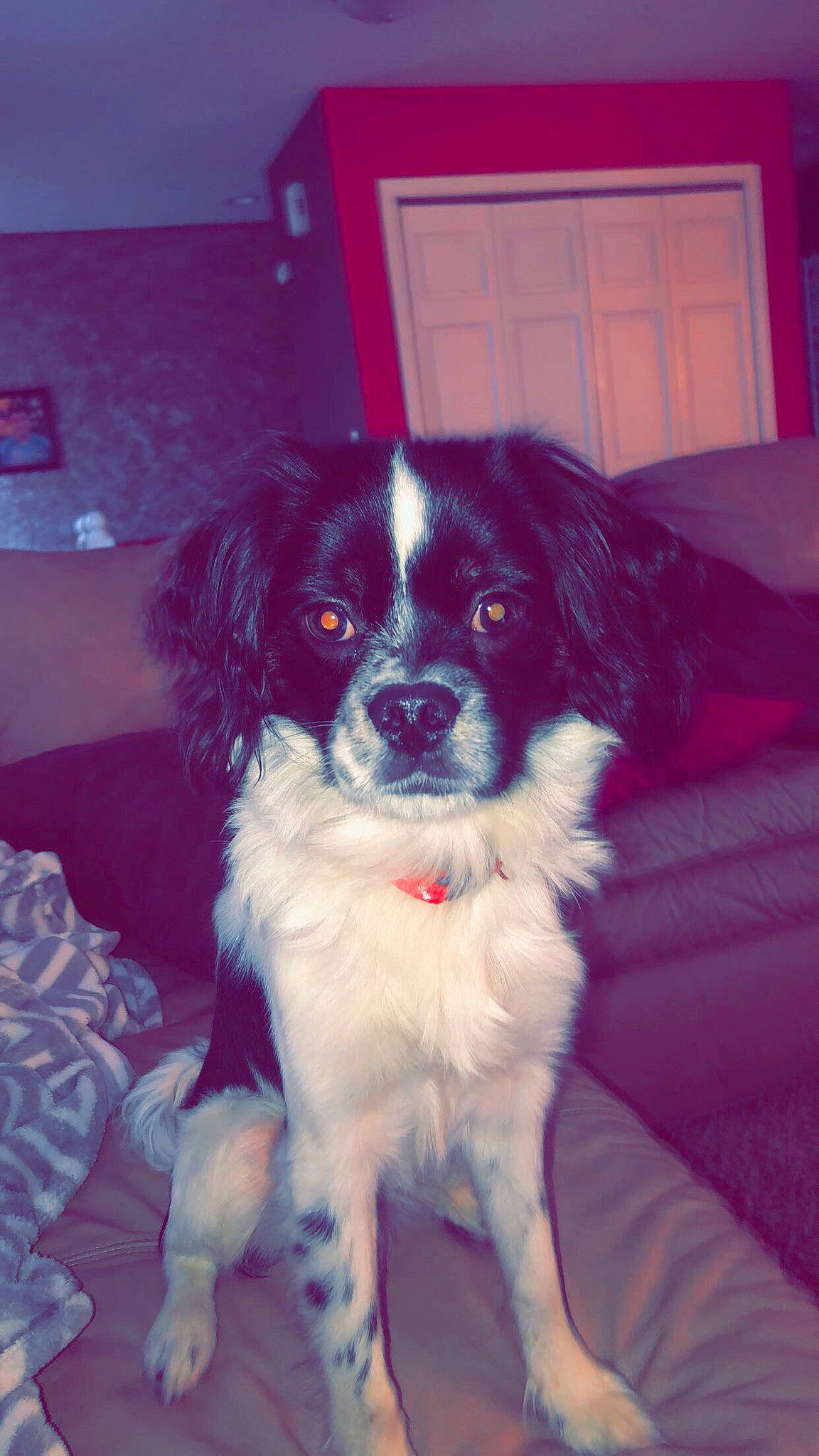 Max is registered to the contest to win money with this photo: canidae, carnivore, companion_dog, dog, dog_breed, door, fur, snout, sporting_group, toy_dog, whiskers, window, working_animal, working_dog