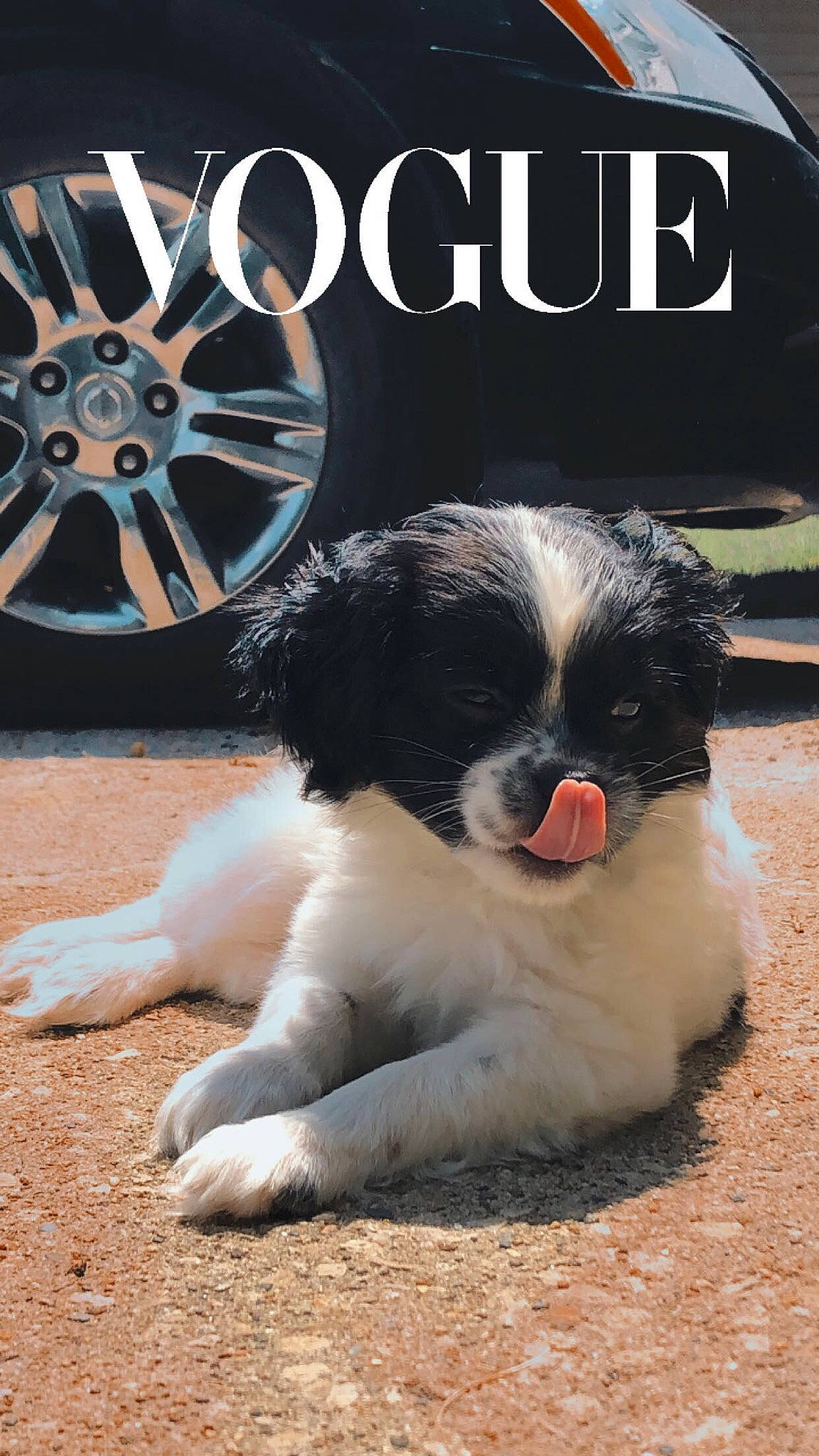 Max joined the competition — help win amazing prizes! art, automotive_tire, carnivore, companion_dog, dog, dog_breed, font, fur, grass, hubcap, logo, photo_caption, poster, snout, tail, tire, tire_care, toy_dog, wheel, whiskers