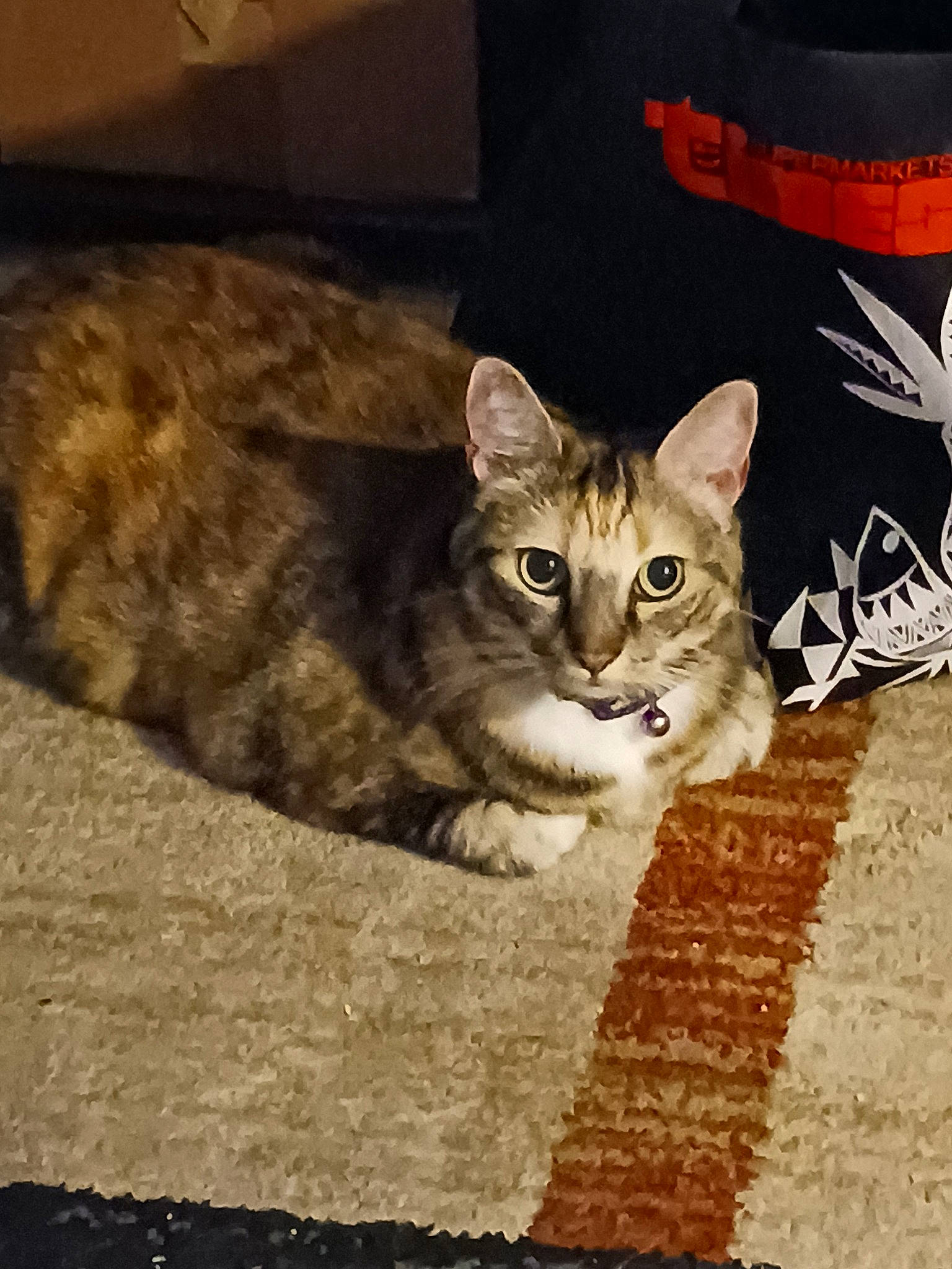 Kachina is registered to the contest to win money with this photo: carnivore, cat, comfort, domestic_short_haired_cat, felidae, fur, logo, paw, photo_caption, sitting, small_to_medium_sized_cats, snout, tail, terrestrial_animal, tree, whiskers, wildlife, wood