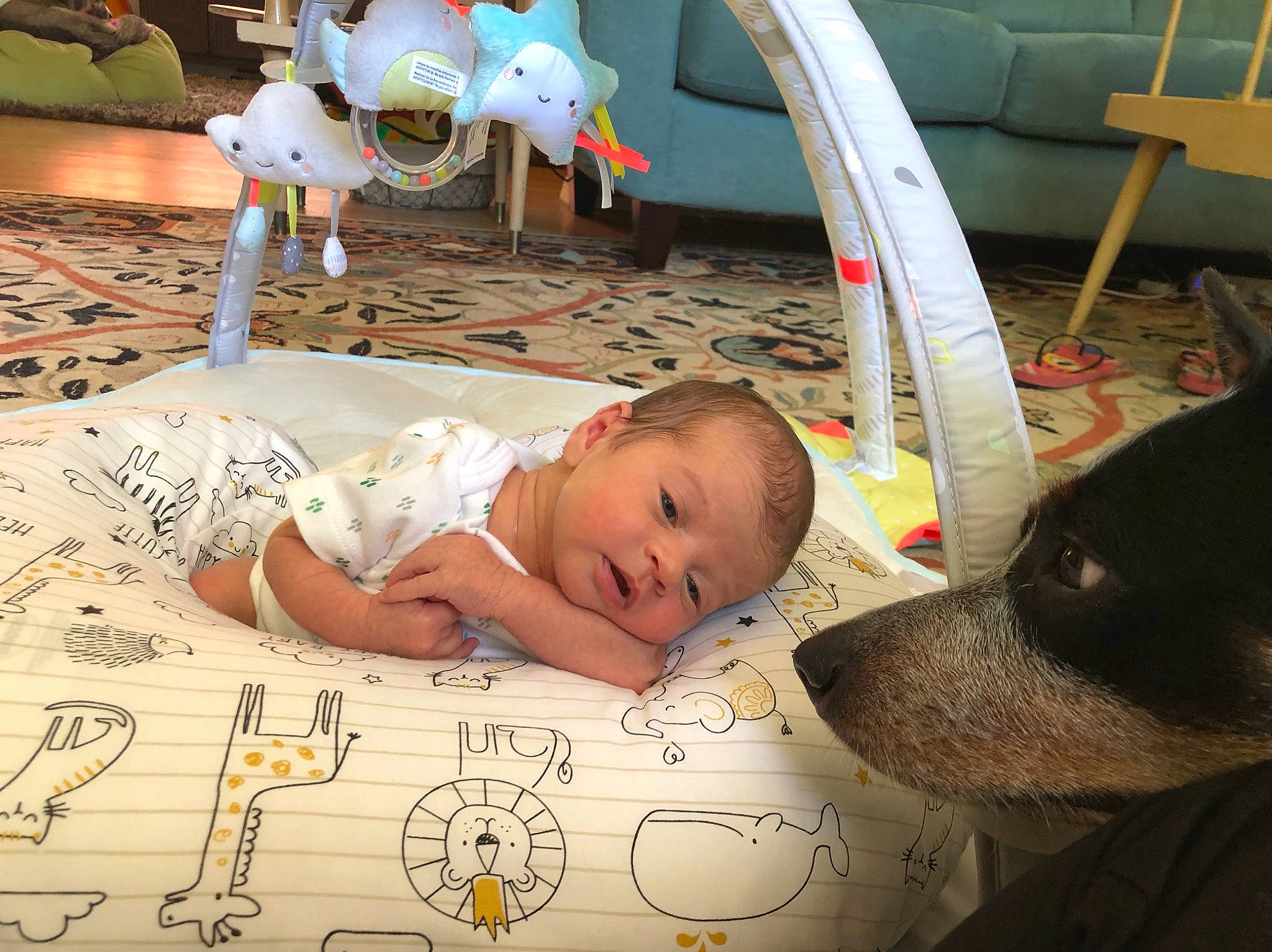 Pepper is registered to the contest to win money with this photo: baby, baby_products, child, ear, fawn, person, product