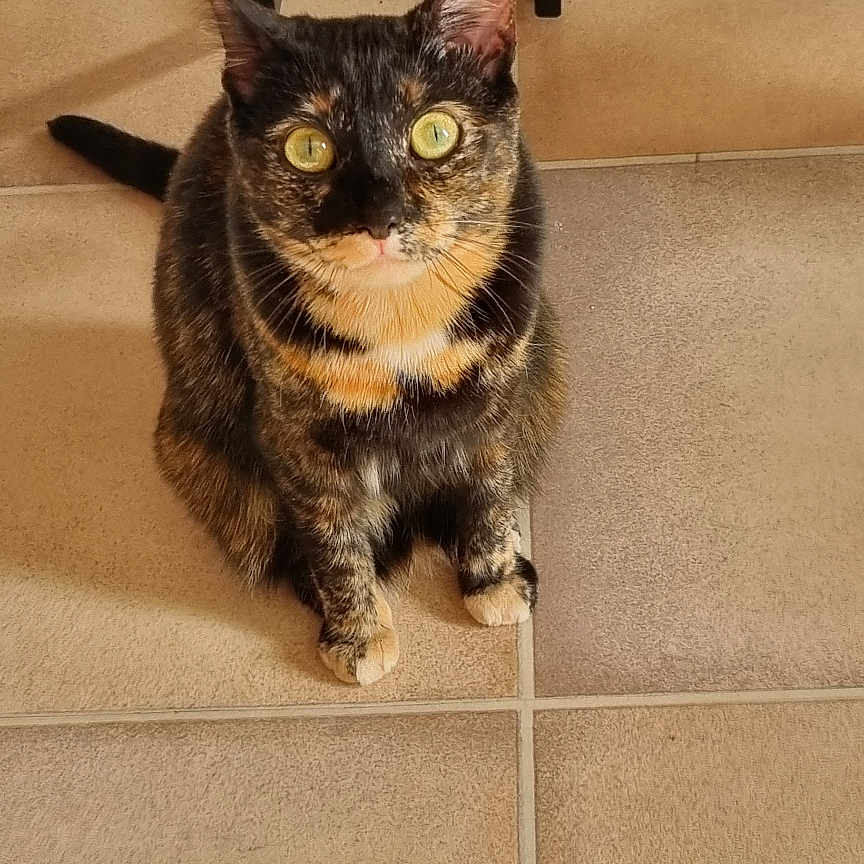 D.va joined the competition — help win amazing prizes! animal, cat, closeup, curious, domestic_cat, ears, eyes, floor, fur, furniture_leg, indoor, looking_up, pet, shadow, sitting, sunlight, tail, tile_floor, tortoiseshell_cat, whiskers