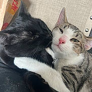 Bandito And Matteo joined the competition — help win amazing prizes! cat, black_cat, tabby_cat, pets, snuggling, close_up, indoor, fur, whiskers, pink_nose, eyes, ears, collar, cuddle, companions, relaxed, domestic_animal, cute, friendship, household