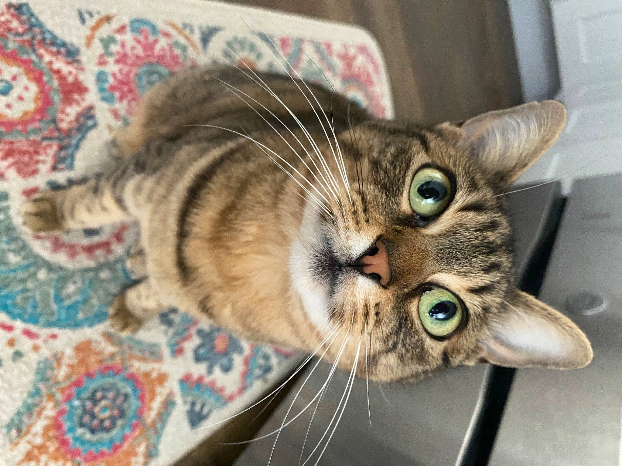 Kitten joined the competition — help win amazing prizes! carnivore, cat, claw, comfort, domestic_short_haired_cat, ear, felidae, fur, paw, small_to_medium_sized_cats, snout, whiskers, window