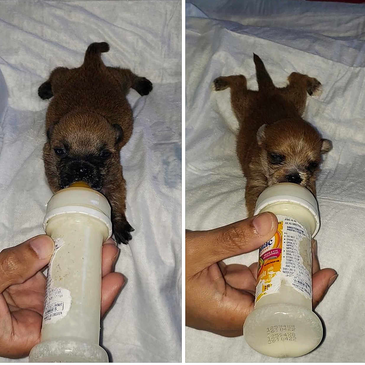 Bailey is registered to the contest to win money with this photo: bottle, canidae, carnivore, companion_dog, dog, dog_breed, fawn, plastic_bottle, puppy, terrier