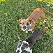 Scooby is registered to the contest to win money with this photo: dog, grass, outdoor, pet, animal, playful, brown_dog, black_and_white_dog, canine, sunlight, greenery, toy, ears, tail, looking_up, daylight, nature, two_animals, alert, friendly