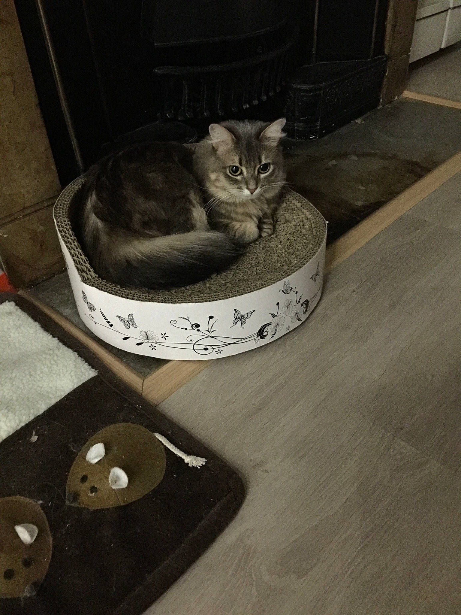 Choukette participe au concours pour gagner de l'argent avec cette photo : american_shorthair, asian, carnivore, cat, chausie, domestic_short_haired_cat, egyptian_mau, european_shorthair, felidae, floor, flooring, fur, kitten, ocicat, small_to_medium_sized_cats, tail, whiskers