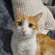 Tango participe au concours pour gagner de l'argent avec cette photo : cat, orange_and_white, pet, animal, feline, whiskers, green_eyes, pink_nose, upright, sitting, close_up, portrait, fur, striped_fur, indoor, sofa, blanket, home, cozy, photography