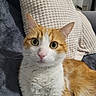 cat, orange_and_white, pet, animal, feline, whiskers, green_eyes, pink_nose, upright, sitting, close_up, portrait, fur, striped_fur, indoor, sofa, blanket, home, cozy, photography