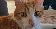 Tango a rejoint le concours — aidez-le/la à gagner de superbes lots ! cat, orange_cat, white_cat, pet, feline, animal, close_up, portrait, green_eyes, whiskers, ears, pink_nose, striped_fur, lying_down, blanket, indoor, home, warm_lighting, alert, photography