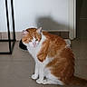 Tango participe au concours pour gagner de l'argent avec cette photo : cat, orange_cat, white_cat, animal, pet, feline, sitting, indoors, tiled_floor, home, room, wall, doorway, black_furniture, tail, whiskers, ears, green_eyes, fur, portrait