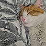 Tango a rejoint le concours — aidez-le/la à gagner de superbes lots ! cat, sleeping, orange_and_white, pet, animal, feline, close_up, portrait, whiskers, pink_nose, closed_eyes, fur, ears, cozy, blanket, bed, indoors, relaxed, cute, snuggling