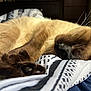 Bubba joined the competition — help win amazing prizes! cat, siamese, sleeping, paws, fur, whiskers, blanket, pattern, closeup, cozy, indoor, pet, resting, relaxed, animal, soft_light, bed, cute, peaceful, feline