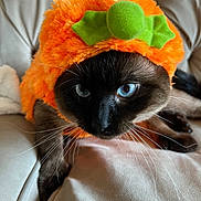 Bubba is registered to the contest to win money with this photo: cat, siamese_cat, blue_eyes, costume, pumpkin_hat, orange, fluffy, pet, indoor, couch, whiskers, closeup, animal, cute, feline, portrait, soft_texture, relaxed, domestic_animal, funny