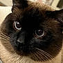 Bubba joined the competition — help win amazing prizes! cat, siamese_cat, close_up, blue_eyes, whiskers, fur, pet, animal, face, domestic_cat, indoor, curious, portrait, mammal, feline, soft_texture, brown_fur, black_mask, eyes