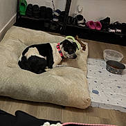 Cowgirl is registered to the contest to win money with this photo: dog, dog_bed, pet, black_and_white, collar, chew_toy, food_bowl, water_bowl, mat, hardwood_floor, shoes, slippers, shoe_rack, backpack, blanket, blinds, shelving, home_interior, towel, toy_bone
