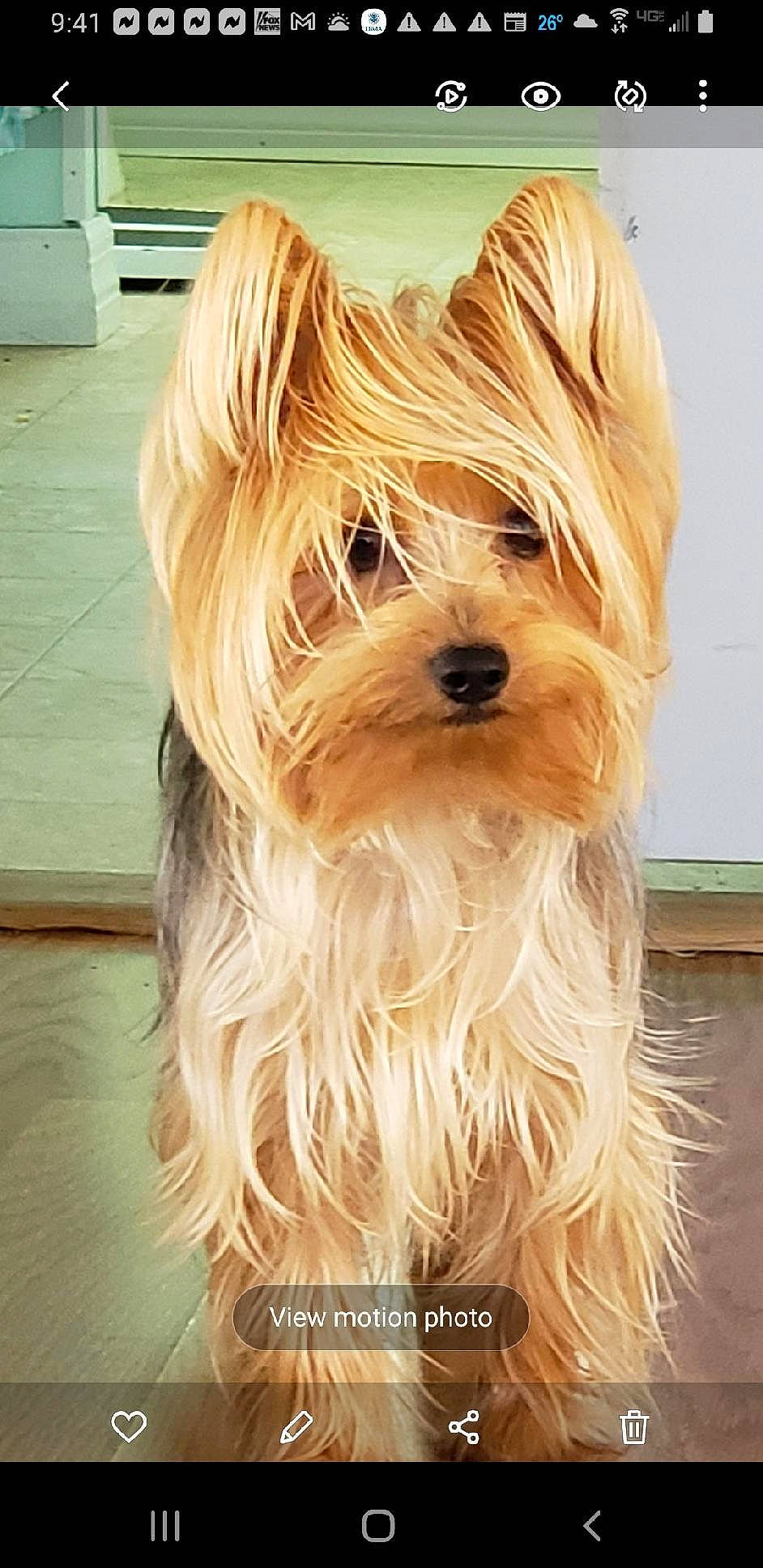 Stevie joined the competition — help win amazing prizes! biewer_terrier, canidae, carnivore, companion_dog, dog, dog_breed, flooring, fur, hardwood, liver, maltepoo, small_terrier, snout, sporting_group, terrier, toy_dog, wood, working_animal, yorkipoo