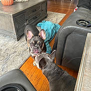 Axel joined the competition — help win amazing prizes! dog, french_bulldog, pet, indoor, living_room, carpet, blanket, wooden_floor, furniture, sofa, coffee_table, decor, statue, pumpkin, curious, two_dogs, brown, gray, ears_up, closeup