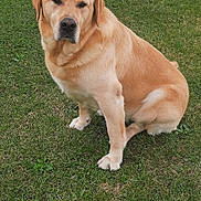 Pollux a rejoint le concours — aidez-le/la à gagner de superbes lots ! animal, canine, companion, cute, dog, domestic, field, friendly, fur, golden, grass, labrador, looking, mammal, nature, one_animal, outdoor, pet, portrait, sitting