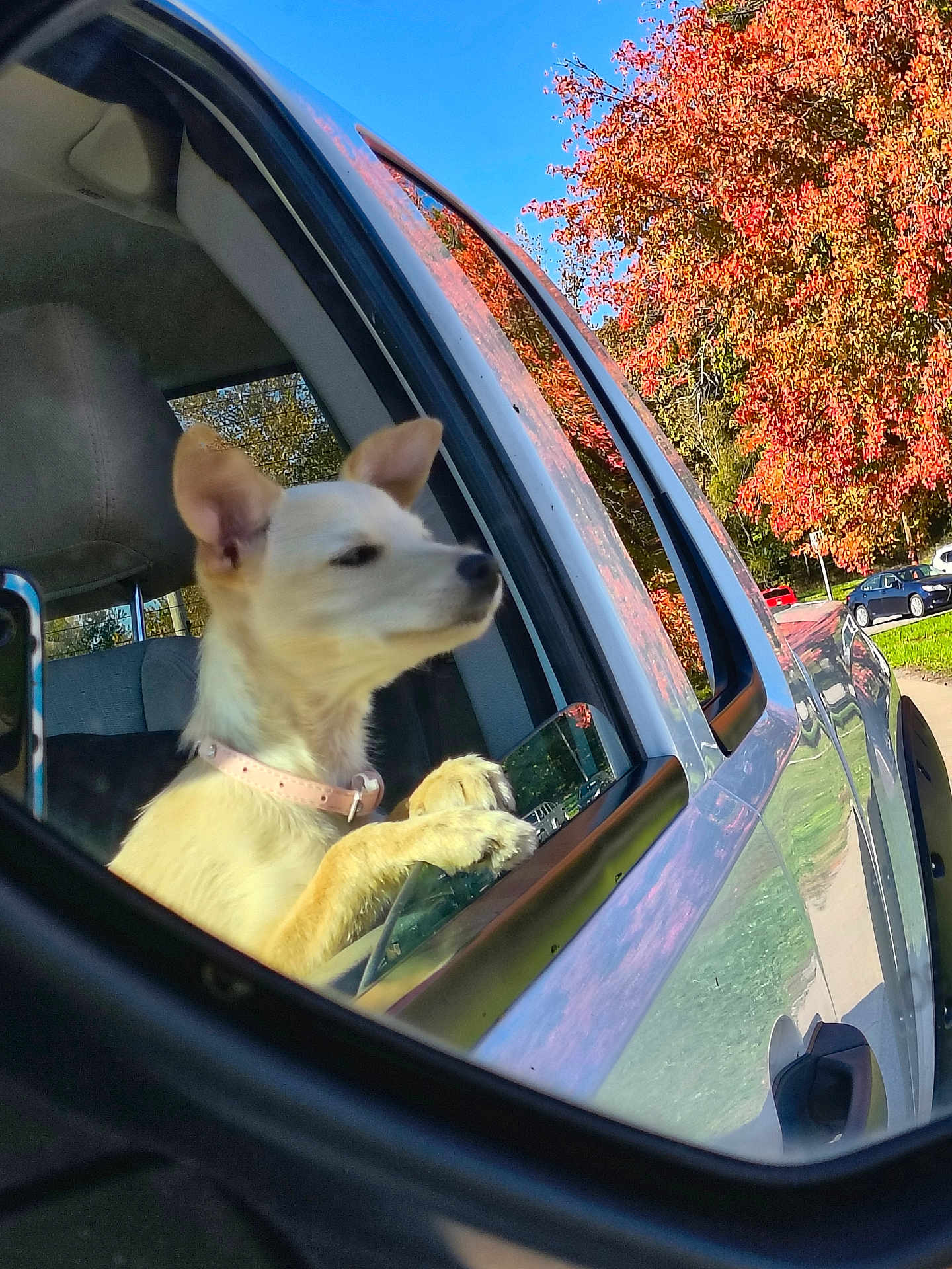 Sugar joined the competition — help win amazing prizes! dog, car, window, side_mirror, autumn, tree, leaf, outdoor, daylight, reflection, pet, collar, canine, parked_car, nature, road, vehicle, sky, animal, curious