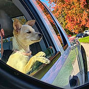 Sugar is registered to the contest to win money with this photo: dog, car, window, reflection, autumn, tree, leaf, blue_sky, side_mirror, outdoor, daytime, collar, animal, pet, road, parked_car, nature, sunlight, calm, portrait