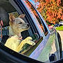 dog, car, window, reflection, autumn, tree, leaf, blue_sky, side_mirror, outdoor, daytime, collar, animal, pet, road, parked_car, nature, sunlight, calm, portrait