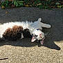 Itty Bitty is registered to the contest to win money with this photo: cat, black_and_white, fluffy, lying_down, outdoor, sunlight, concrete, greenery, relaxed, whiskers, ears, tail, nature, shadow, pet, animal, daylight, collar, ground, peaceful