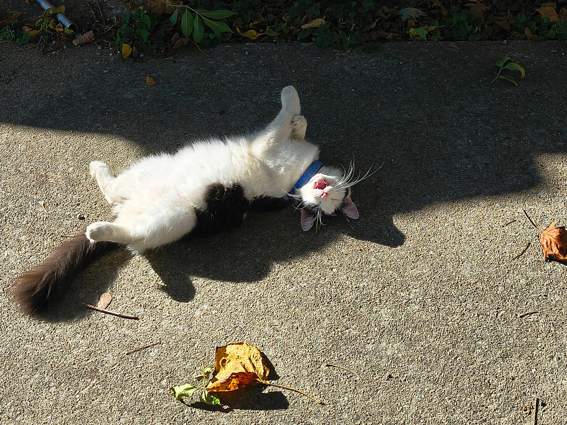 Itty Bitty joined the competition — help win amazing prizes! cat, black_and_white, outdoor, sunlight, concrete, leaf, shadow, playful, relaxed, pet, animal, fur, whiskers, collar, nature, fall, lying_down, mouth_open, daylight, ground