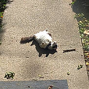 Itty Bitty joined the competition — help win amazing prizes! cat, fluffy, sidewalk, sunlight, outdoor, relaxing, animal, white, gray, tail, nature, leaves, concrete, daytime, shadow, playful, pet, fur, resting, summer