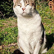 Nesquik a rejoint le concours — aidez-le/la à gagner de superbes lots ! cat, animal, pet, outdoor, grass, sunlight, nature, feline, whiskers, ears, sitting, greenery, leaf, small_flowers, closeup, daylight, fur, relaxed, cute, mammal