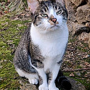 Lyam a rejoint le concours — aidez-le/la à gagner de superbes lots ! cat, tabby, white_fur, green_eyes, sitting, outdoor, moss, rock, nature, animal, pet, whiskers, ears, paws, fur, close_up, wildlife, fauna, calm, portrait