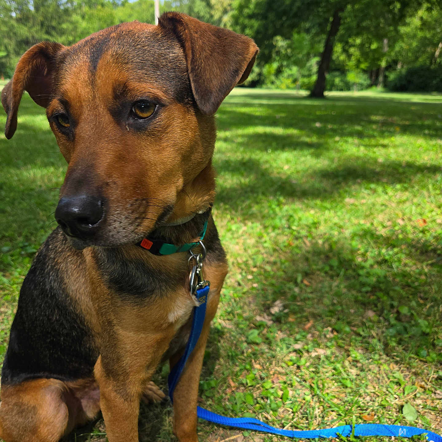 Flip joined the competition — help win amazing prizes! animal, black_dog, blue_sky, brown_dog, canine, closeup, collar, daytime, dog, grass, leash, nature, outdoor, park, pet, shadow, sitting, summer, sunlight, tree