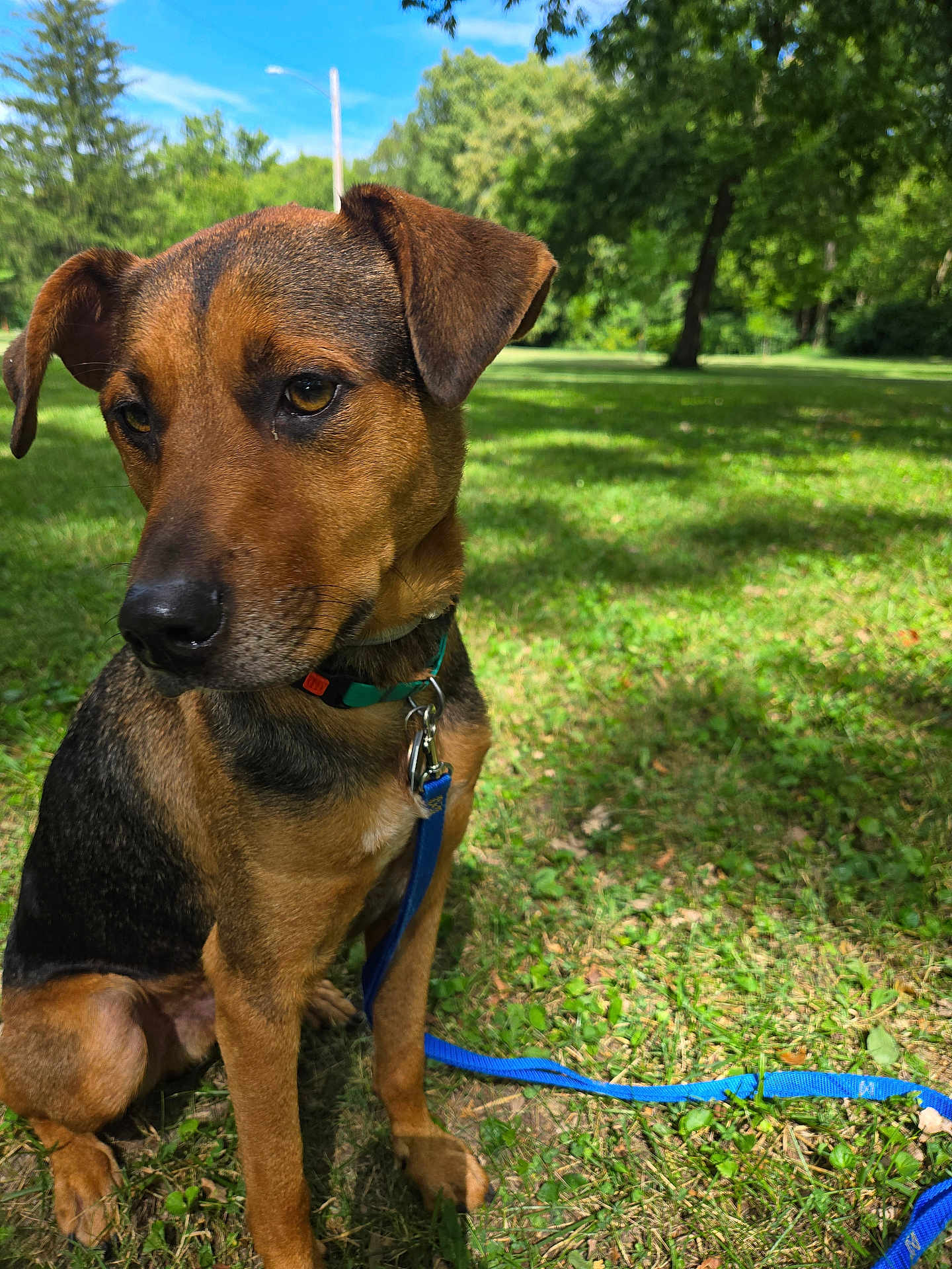 Flip joined the competition — help win amazing prizes! animal, black_dog, blue_sky, brown_dog, canine, closeup, collar, daytime, dog, grass, leash, nature, outdoor, park, pet, shadow, sitting, summer, sunlight, tree