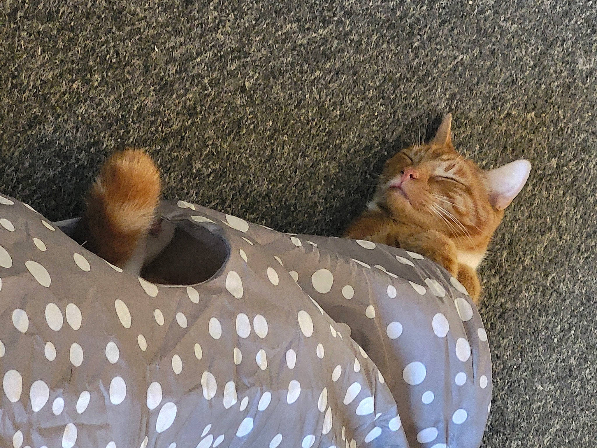 Cain joined the competition — help win amazing prizes! art, carnivore, cat, comfort, domestic_short_haired_cat, fawn, felidae, fur, mammal, organism, pattern, plant, small_to_medium_sized_cats, snout, tail, terrestrial_animal, vertebrate, whiskers, wildlife, window