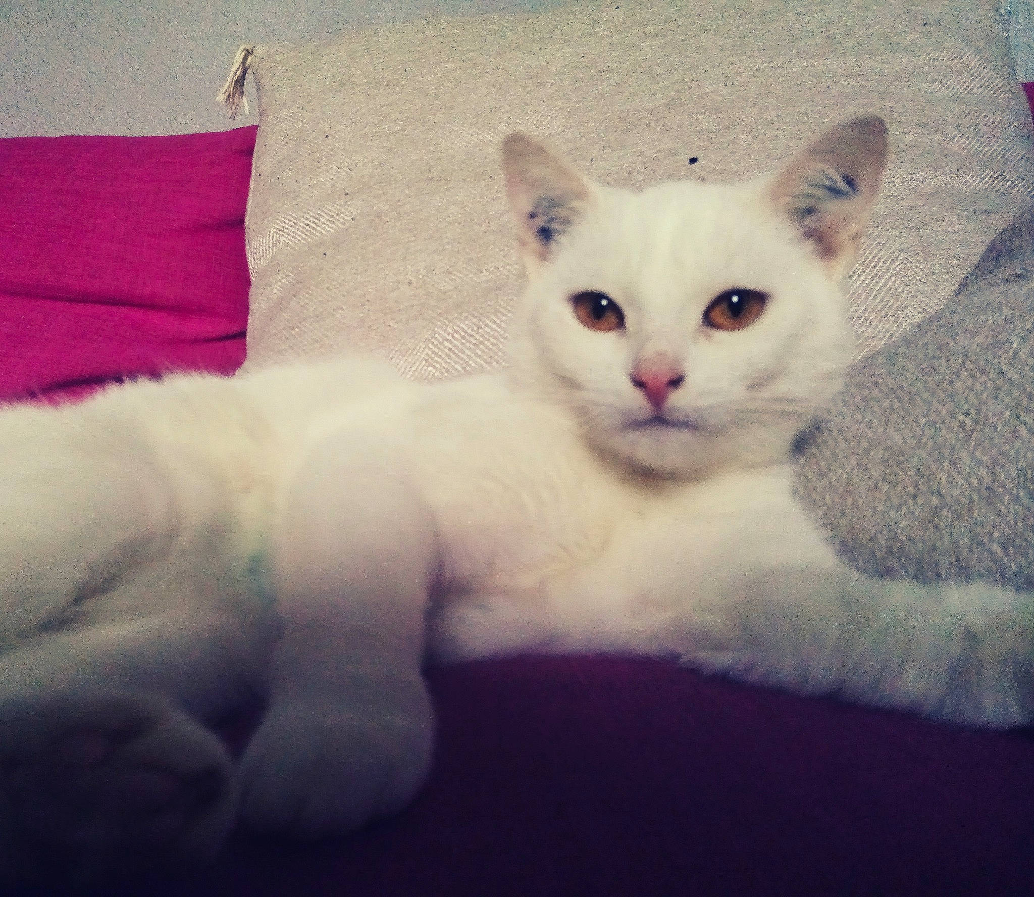 Pilou Pilou participe au concours pour gagner de l'argent avec cette photo : asian, burmilla, carnivore, cat, colorpoint_shorthair, ear, eye, felidae, fur, khao_manee, kitten, mammal, ragdoll, sky, small_to_medium_sized_cats, tail, turkish_angora, turkish_van, vertebrate, whiskers